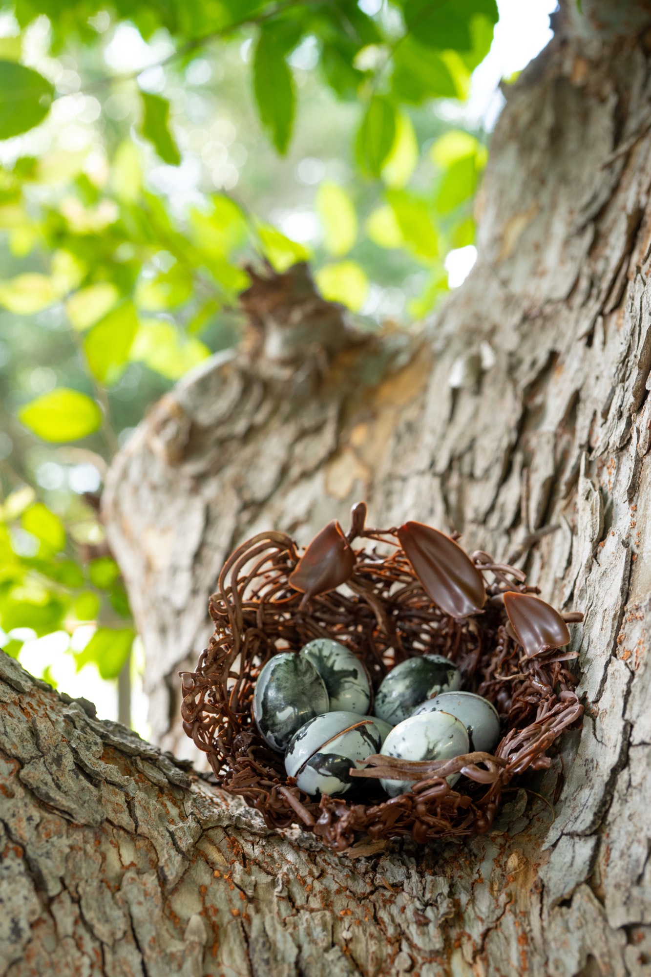 Texas landscape with native tree representing our Central Texas roots and natural inspiration